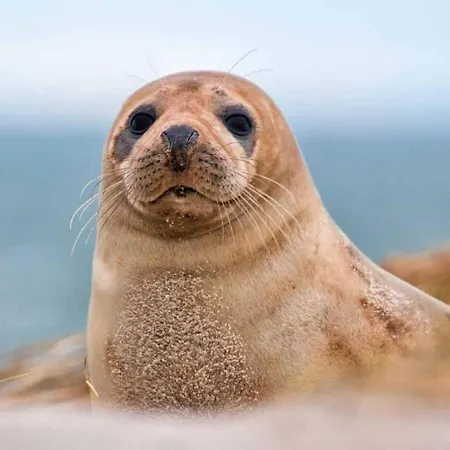 Les Oyats Proche Plage Nyaraló Cayeux-sur-Mer